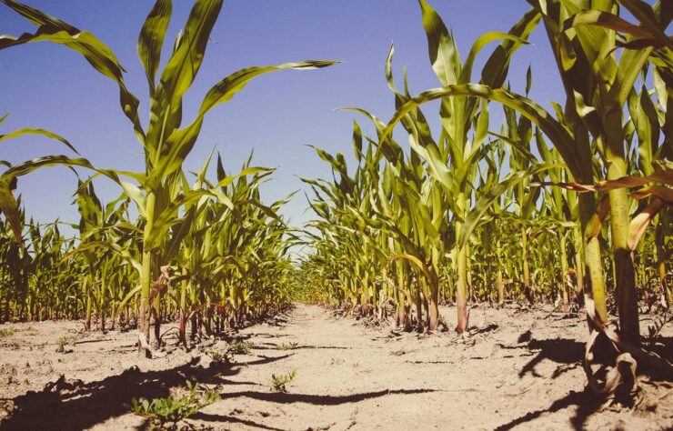 markus-spiske-CGK2ysT9aOo-unsplash (1)